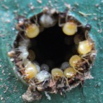 Termites-coming-out-of-a-hole-we-drilled-into-timber-support-post